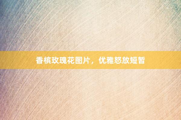 香槟玫瑰花图片，优雅怒放短暂